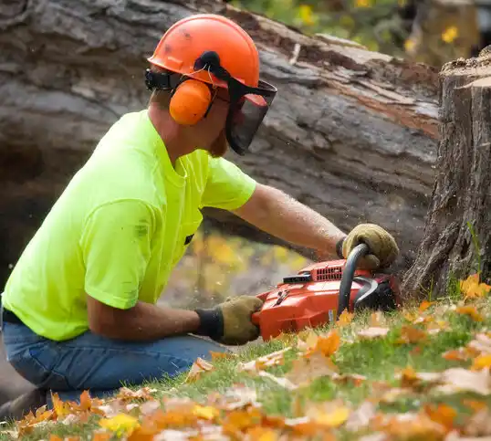 tree services Middlefield